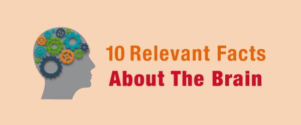 10 Relevant Facts About the Brain