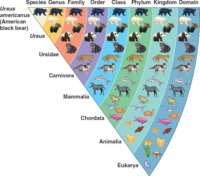 Biologic Taxonomy